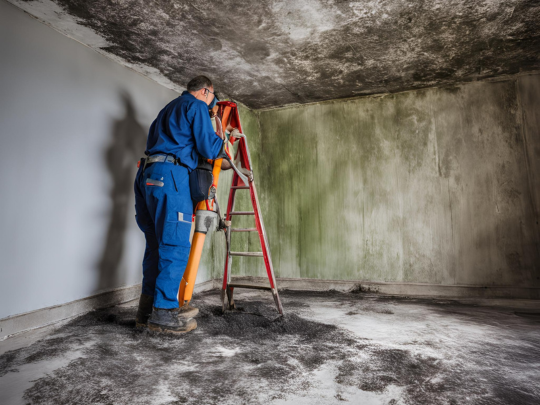 Mold testing