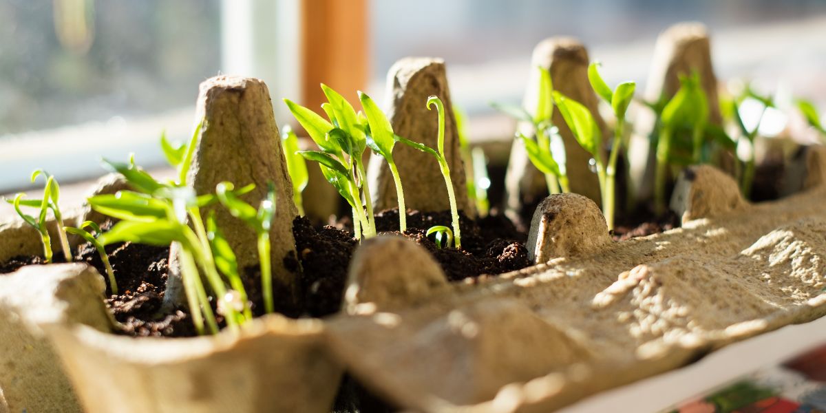 Grow Your Own Food