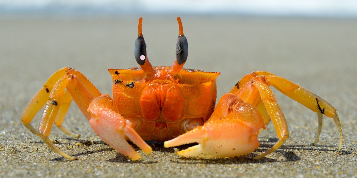 How to Clean Crab A Step-by-Step Guide for Safe and Efficient Preparation